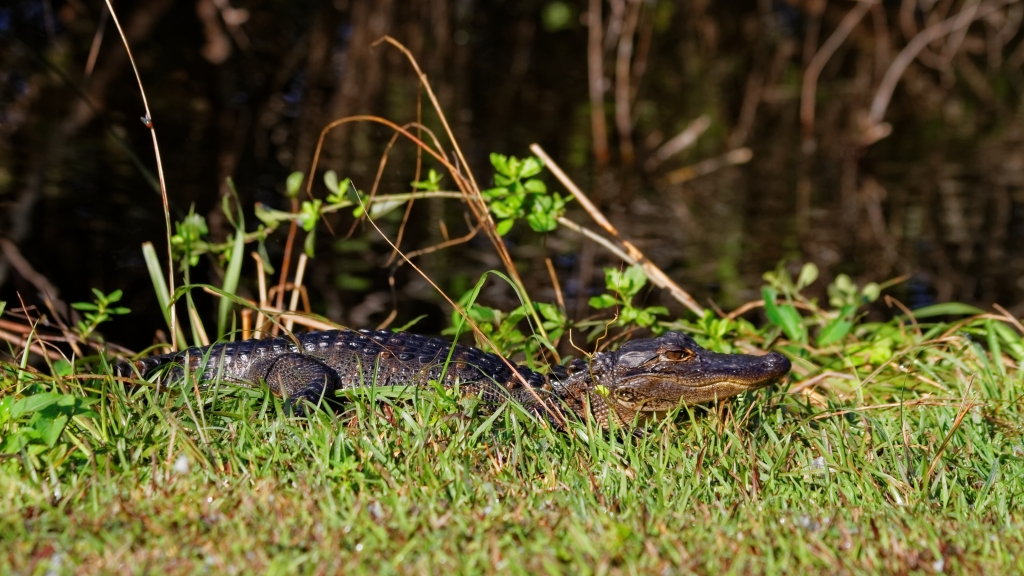 02 - Everglade NP (11).jpg